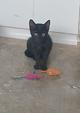 SS07/2026 Gata joven negra