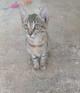 SS10/2026 Gato joven tricolor