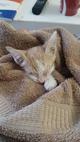 SS12/2026 Gato joven color blanco y beige