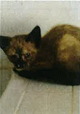 SS47/2022 Gato joven