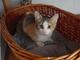 SS111/2022 Gata joven