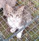 SS104/2022 Gato joven