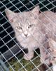 SS103/2022 Gato joven