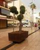 La Regidura de Medio ambiente planta olivos a las jardineras de Cala Millor