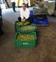 Son Servera rene un total de 9 toneladas de olivas en el 10 aniversario de la campaa Aceite de Oliva de Son Servera