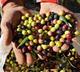 Els venats ja poden portar a l'Ajuntament les olives que han collit als seus camps per fer-ne oli de Son Servera